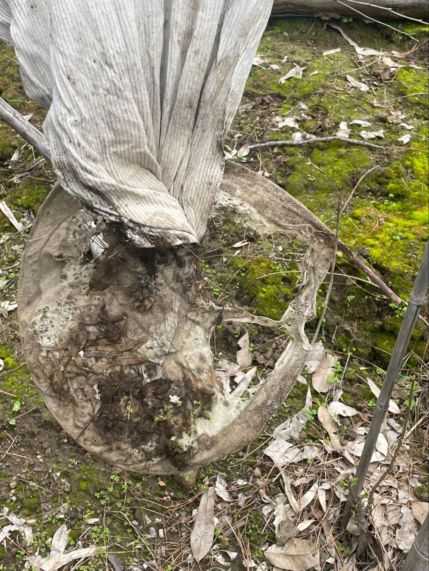 Base of viscose prototype starting to decompose in soil