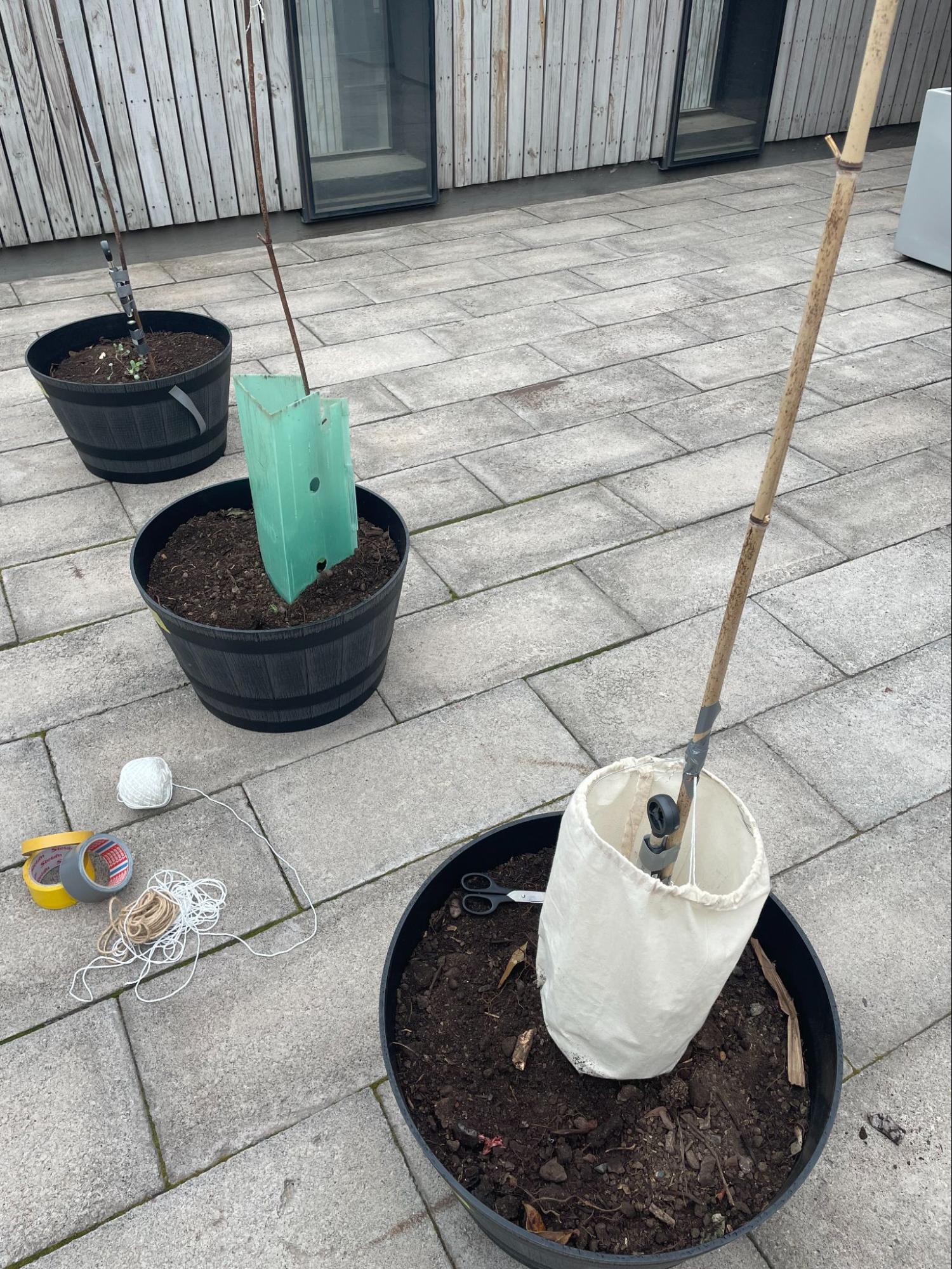 Three-pot temperature experiment setup outdoors