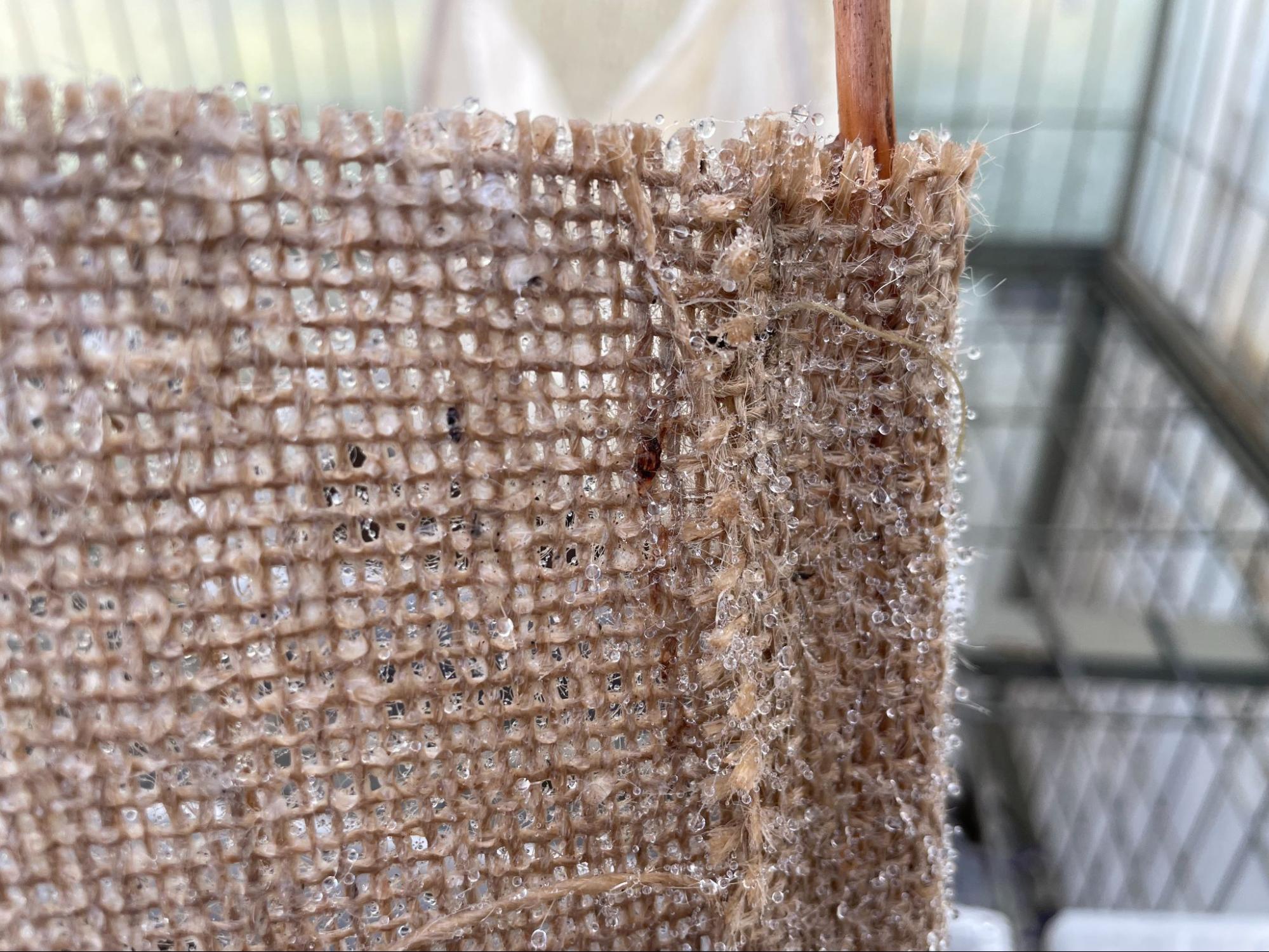 Wet hemp fabric after fog experiment