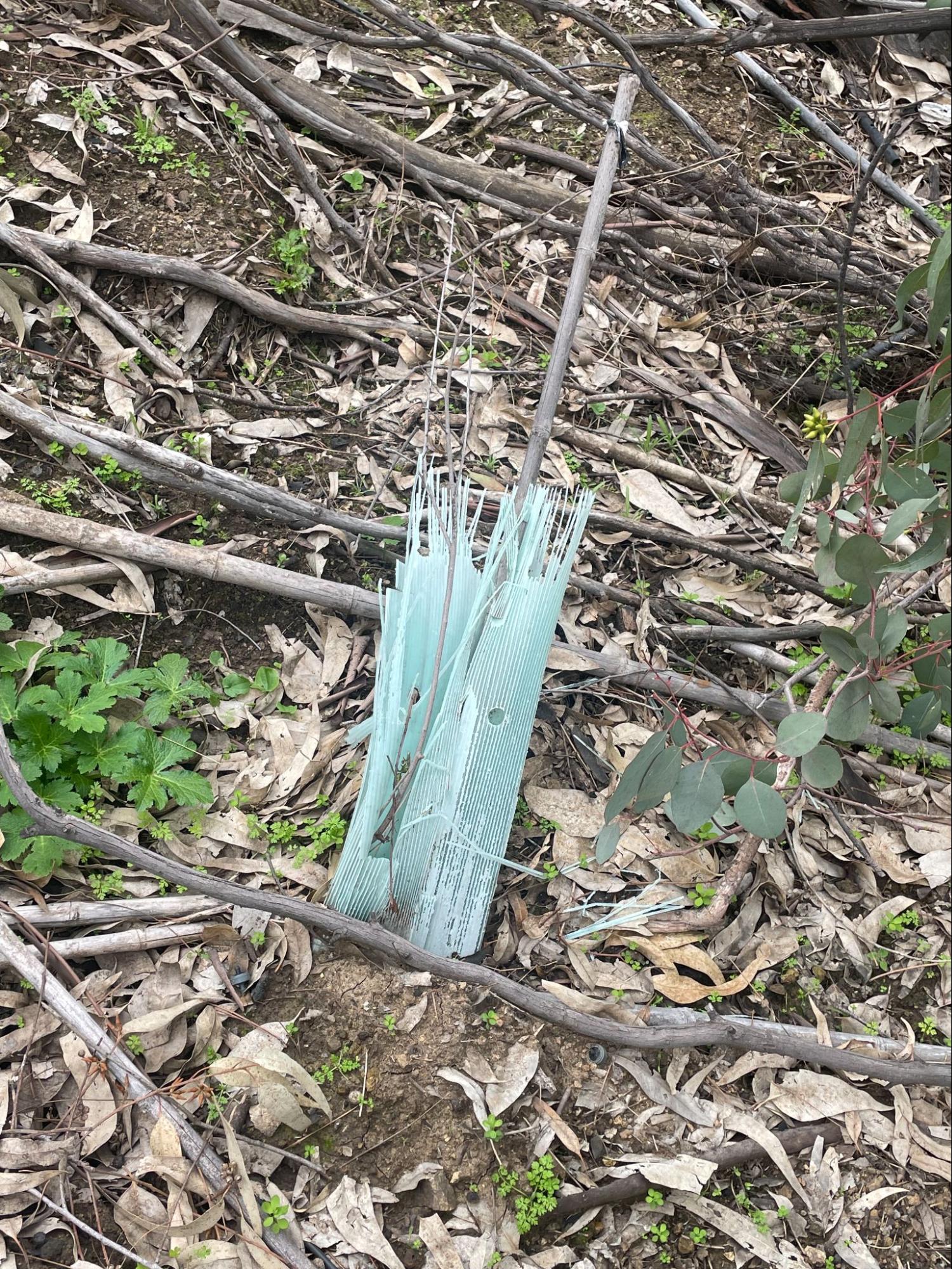 Plastic tree shelter fallen apart in the field
